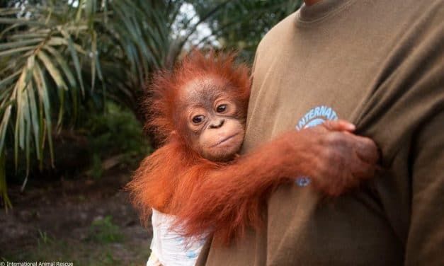 Little Baby Orangutan Rescued From Palm Oil Plantation