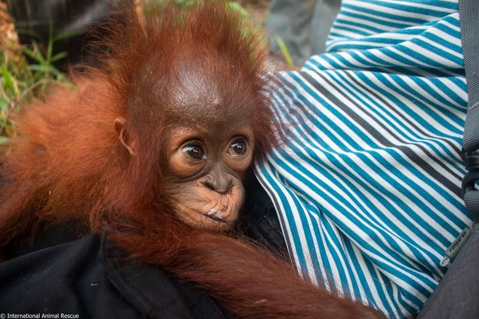 Little Baby Orangutan Rescued From Palm Oil Plantation