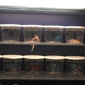Betta fish in small containers at Meijer