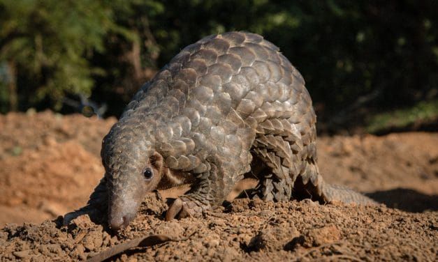 New Investigation Reveals the True Horrors of Pangolin Poaching