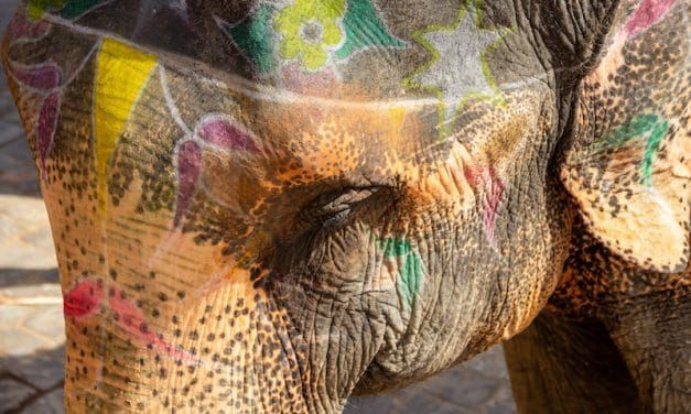 SIGN: Ban the Cruel Use of Elephants in India’s Circuses