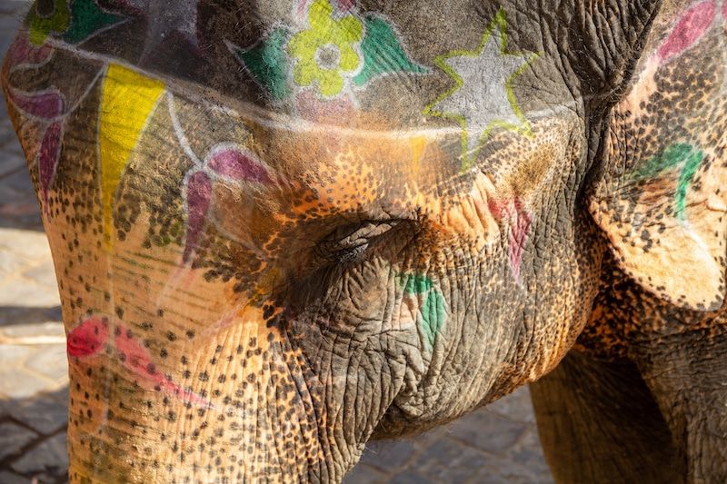 indian circus elephant