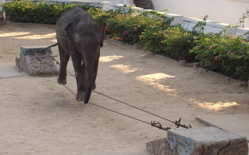elephant at thai zoo