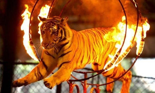 Victory! New Jersey Officially Bans Exotic Animal Acts
