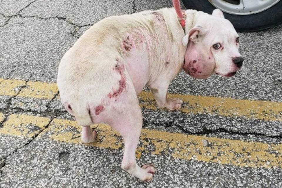 SIGN: Justice for Lucy, Abandoned Pit Bull Left to Freeze