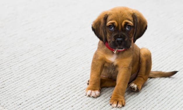 Britain Bans Sale Of Puppies And Kittens In Pet Stores