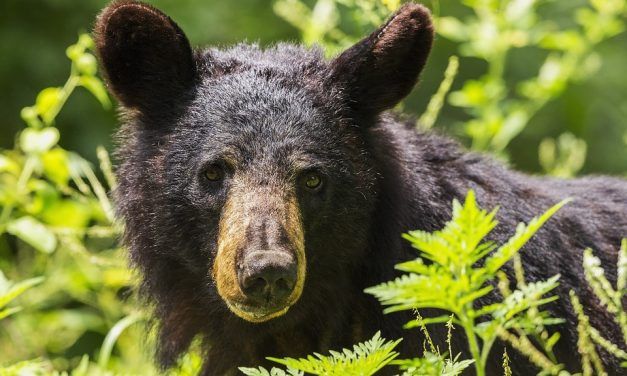 SIGN: Alaska Must Stop Cruel Bear Baiting!