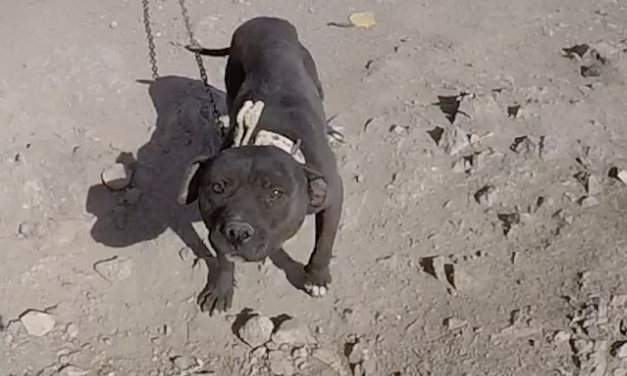 SIGN: Justice for Dogs Brutalized for Dogfighting in Chile
