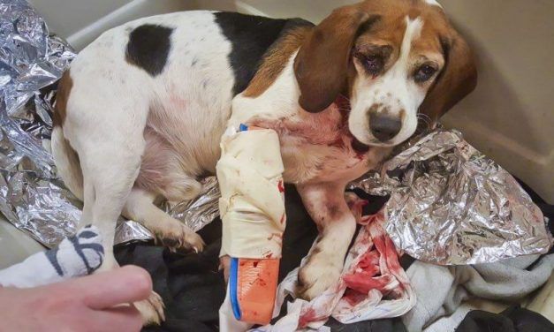 SIGN: Justice for Dog Hurled from Moving Car on NY Highway