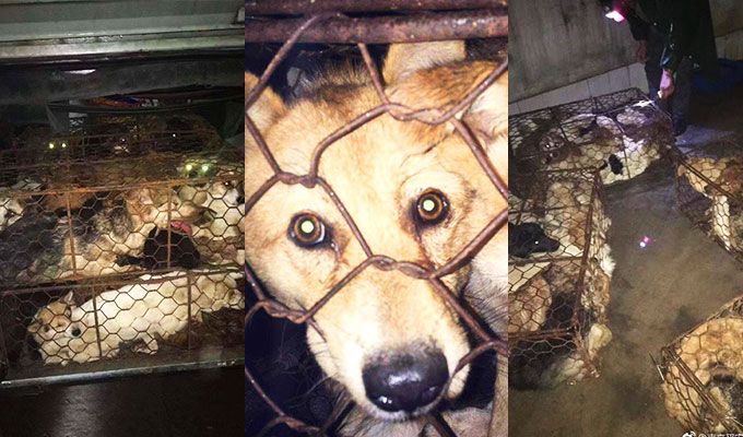 Dogs packed into tiny wire cages