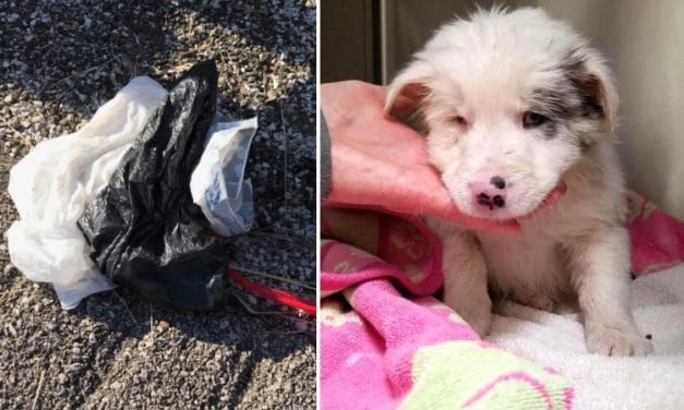 SIGN: Justice for Puppy Stuffed into Rock-Filled Bag, Thrown into Frozen Creek