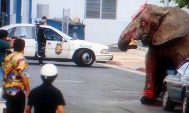 Hawaii Finally Bans Exotic Animal Acts, 25 Years After The Death Of Tyke The Elephant
