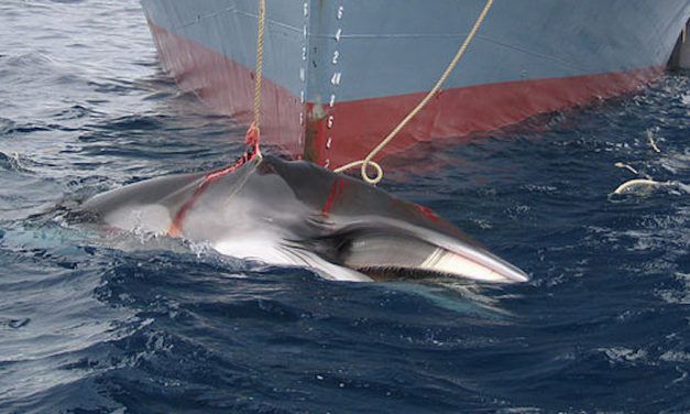 SIGN: Stop Japan’s Deadly Decision to Bring Back Commercial Whaling