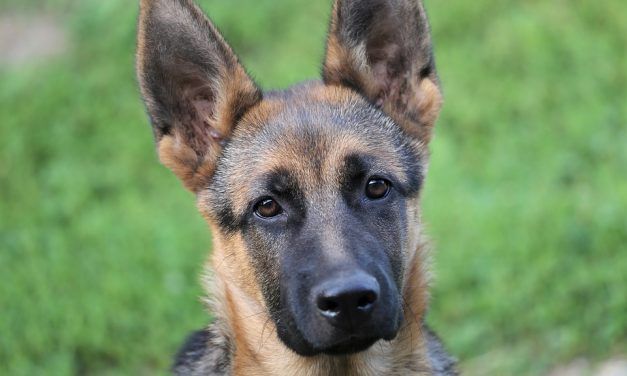 Puppy Once Locked in A Cage Takes Her First Steps of Freedom