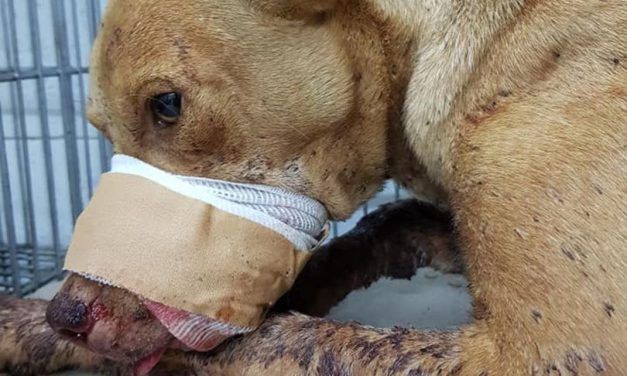 Children Blew Up A Firecracker Inside This Dog’s Mouth. Sign to Tell Authorities they Must Intervene
