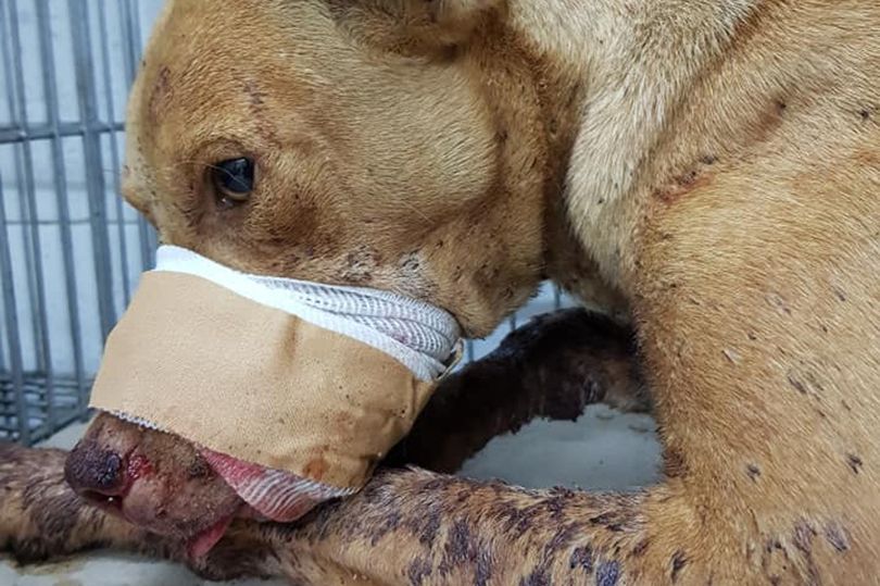 Children Blew Up A Firecracker Inside This Dog’s Mouth. Sign to Tell Authorities they Must Intervene