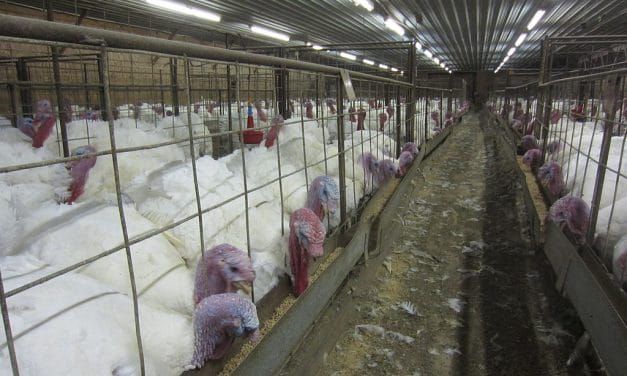 Iowa “Ag Gag” Law Criminalizing Undercover Animal Cruelty Investigations Struck Down