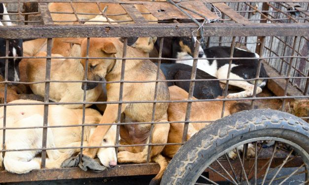 SIGN: Outlaw Bali’s Brutal Dog and Cat Meat Trade