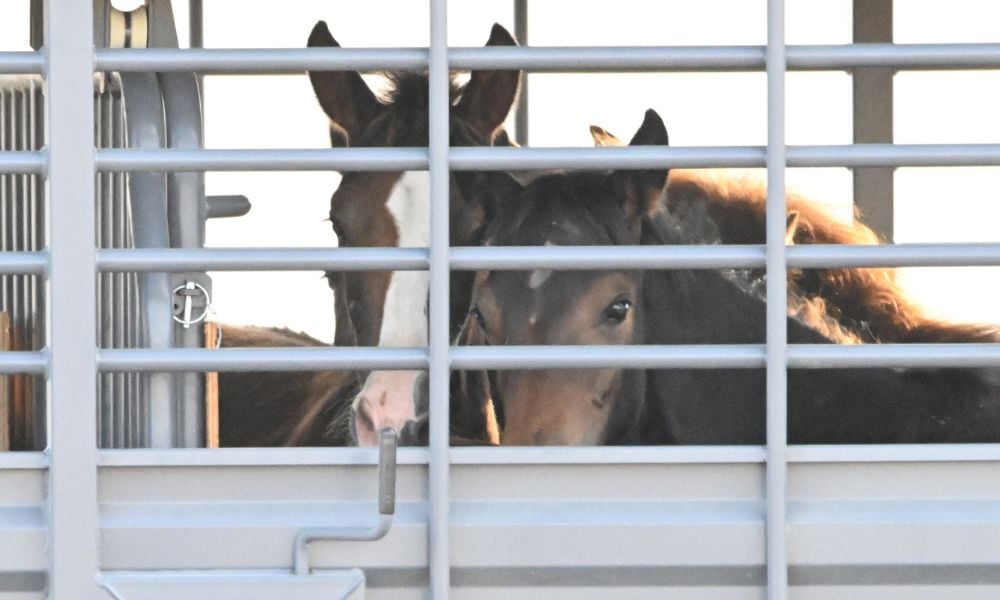 Horses