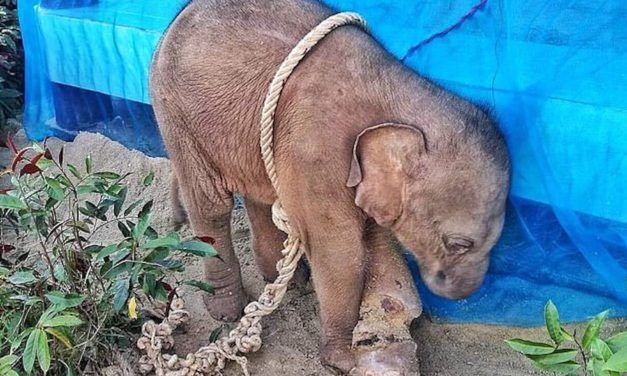 SIGN: Justice for Baby Elephant Cruelly Tied Up And Left to Die