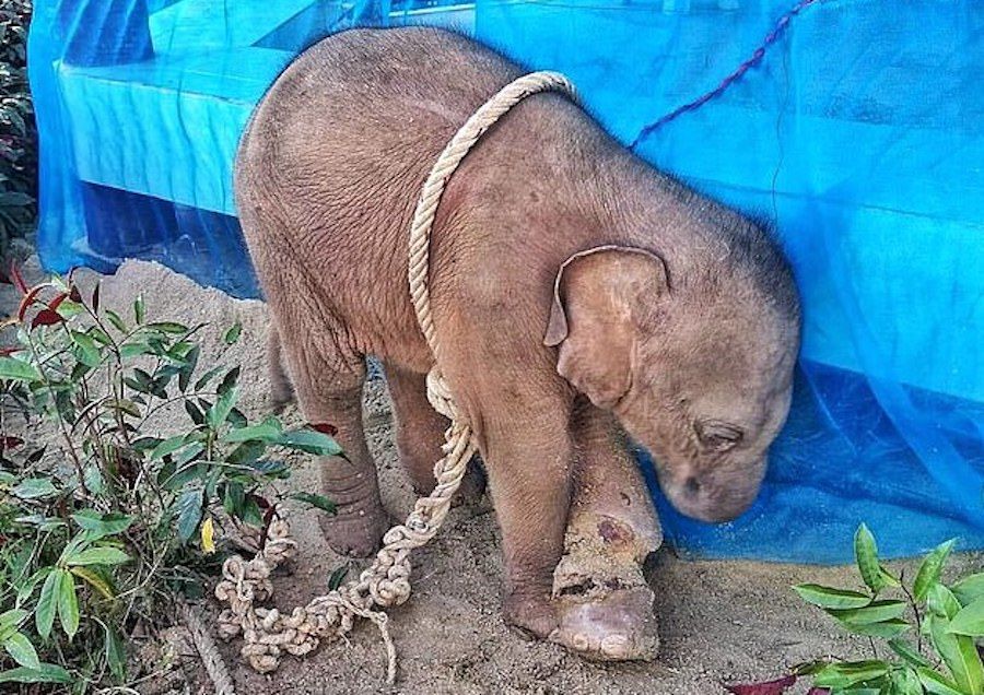 baby elephant roped up