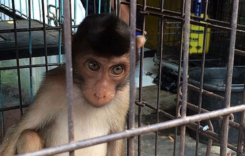 SIGN: Stop Kidnapping Baby Monkeys for Tourist  Selfies