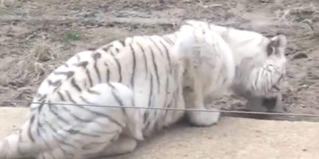 White tiger eating dirt