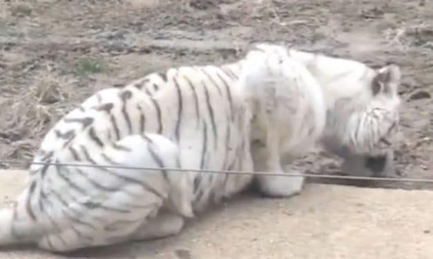 SIGN: Justice for Skeletal White Tiger Forced to Eat Dirt at Cruel Zoo