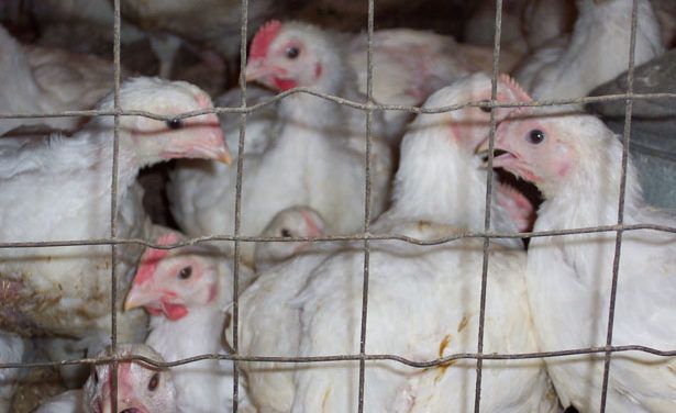 Report: Fast Food Giants Are Failing to Address Extreme Cruelty to Chickens