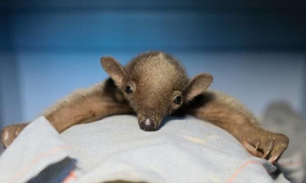 Video: Adorable Baby Anteater Reunited With Mom In The Wild