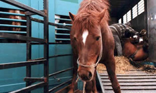 SIGN: Ban the Brutal Slaughter of America’s Wild Horses