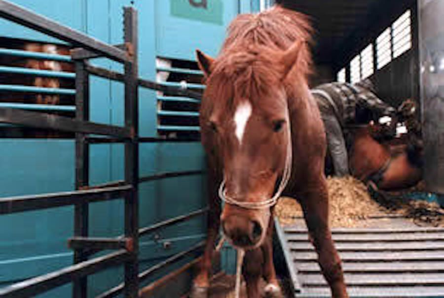 SIGN: Ban the Brutal Slaughter of America’s Wild Horses