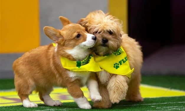 The Irresistible Rescue Dogs of Puppy Bowl 2019 Have Just Been Announced