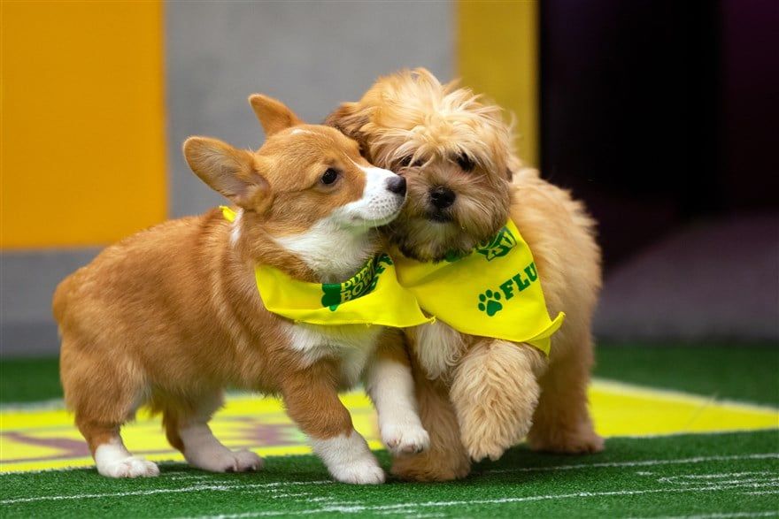 Puppy Bowl Dogs