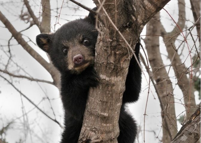 scared bear cub in tree