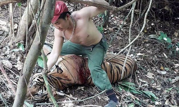 SIGN: Justice for Tiger Brutally Punched in the Face by Poacher