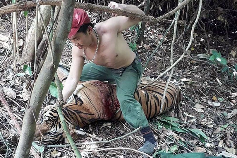 SIGN: Justice for Tiger Brutally Punched in the Face by Poacher