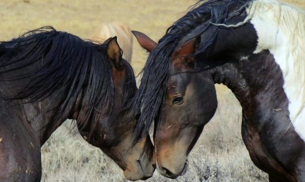 SIGN: STOP THE SLAUGHTER OF AMERICA’S WILD HORSES
