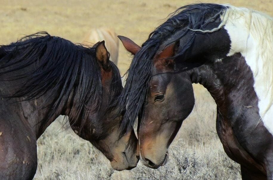 SIGN: STOP THE SLAUGHTER OF AMERICA’S WILD HORSES