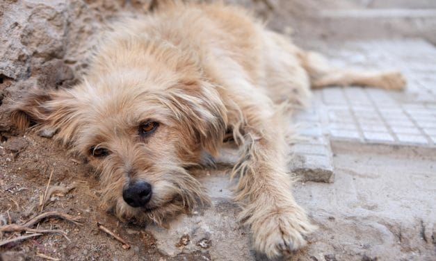 SIGN: Justice for 44 Dogs Found Dead in Freezer at Cruel Puppy Mill