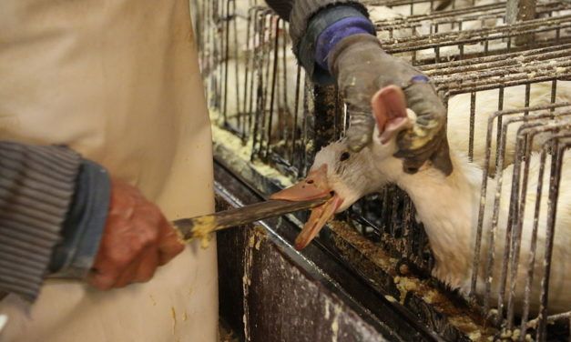 SIGN: Tell Rhode Island to Ban Cruel Foie Gras