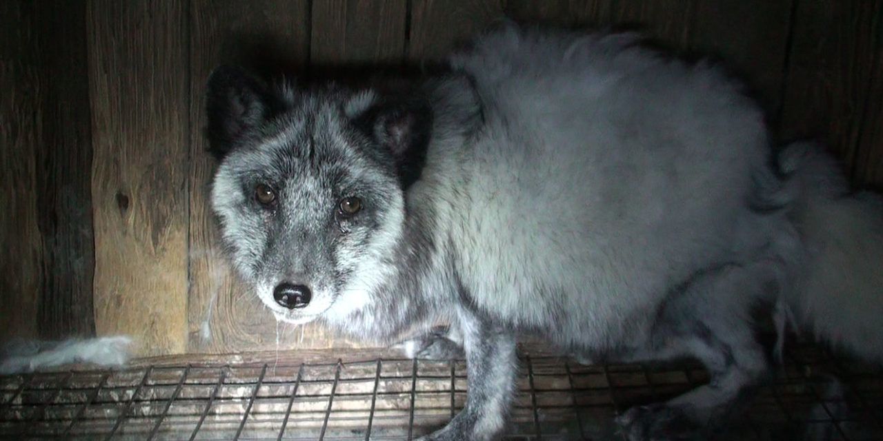 fur fox