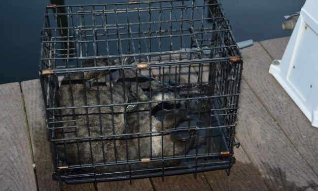 SIGN: Justice For Cat Locked In Cage and Thrown into the Ocean