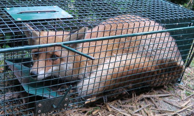 SIGN: Stop California’s Cruel Animal Fur Trapping Trade