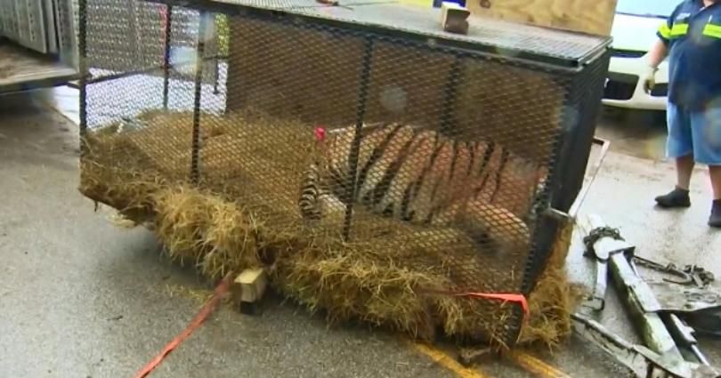 SIGN: Justice for Tiger Left Imprisoned in Cage in Abandoned House