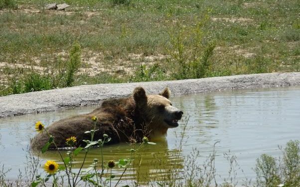 Video: Bears Rescued From Roadside Zoo Now Thriving In Sanctuary!