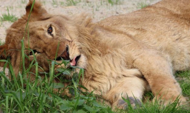 Video: Watch This Rescued Lion’s Amazing Transformation!
