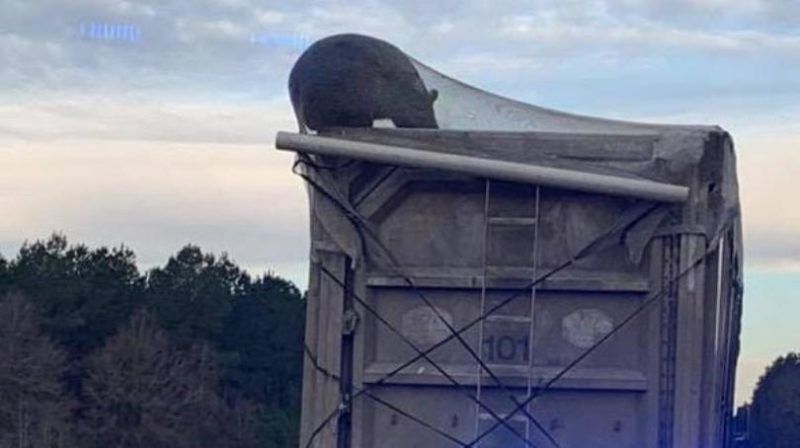 Hungry Bear Unwittingly Hitches Ride on Garbage Truck