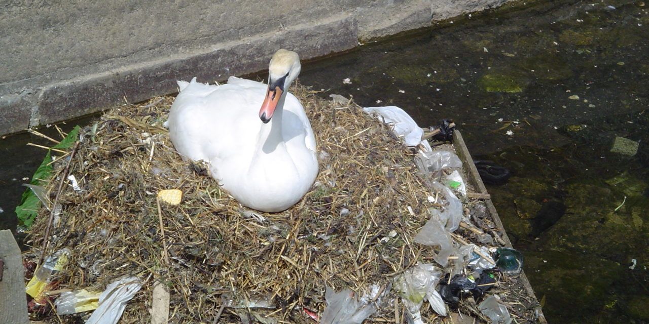 swan plastic waste
