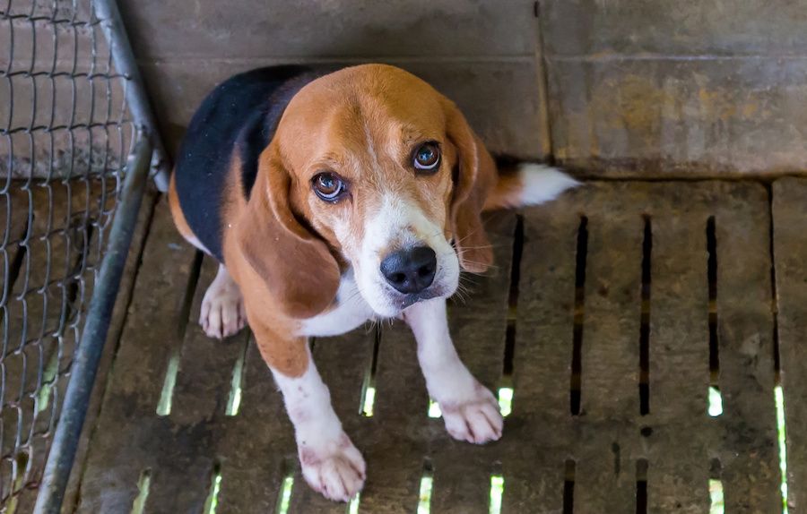 SIGN: Stop Cruel Plan to Breed Puppies for Gruesome Medical Tests